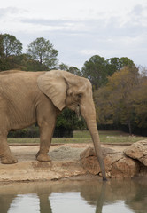 African Savanna Elephant