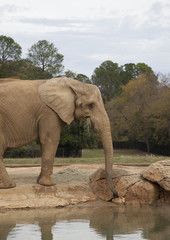 Naklejka premium African Savanna Elephant