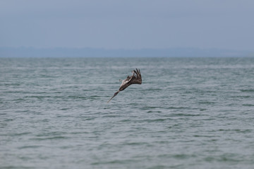 Hunting Pelican