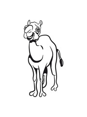 Camel funny laughing funny