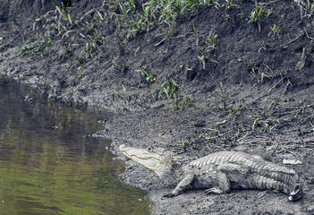 Costa Rican gator at edge of river