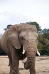 Fototapeta na wymiar African Savanah Elephant