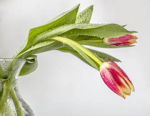 The tulip is  flowers in the genus Tulipa,