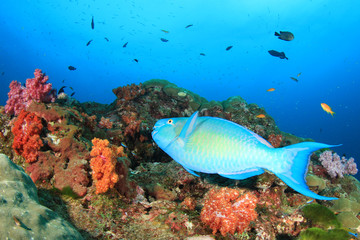 Underwater coral reef and fish in ocean