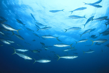 Fototapeta premium Tuna fish