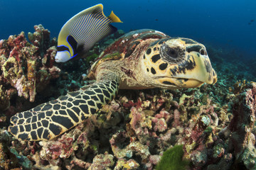 Hawksbill Sea Turtle and Emperor Angelfish fish