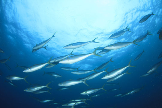 Fototapeta Tuna fish