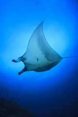 Manta Ray