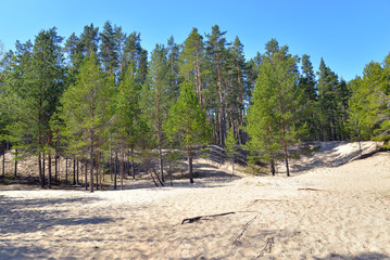 Fototapeta na wymiar Pine tree forest.