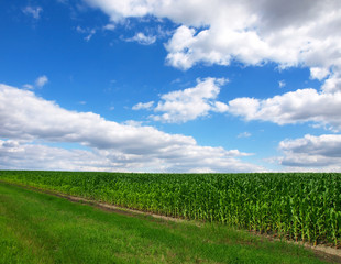 Fototapeta na wymiar Corn Field