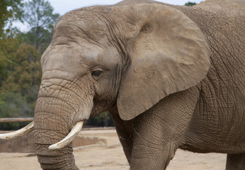 Obraz premium Adult African Savannah Elephant, Loxodonta africana, with large ivory tusks in a dry grassland habitat
