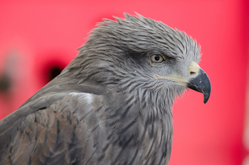 Profile of predatory bird hawk