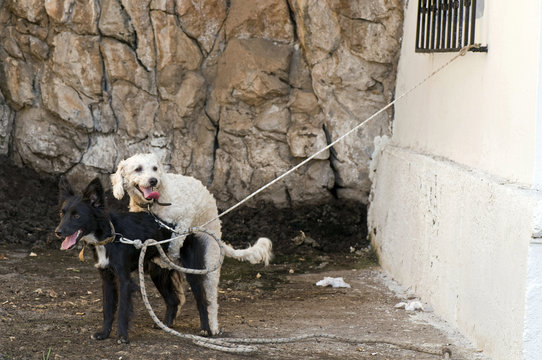 kopulierende Stra&szlig;enhunde