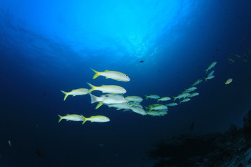 Fototapeta na wymiar Fish school on coral reef in ocean
