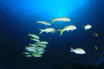 Fototapeta na wymiar Fish school on coral reef in ocean