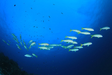 Fototapeta na wymiar Fish school on coral reef in ocean