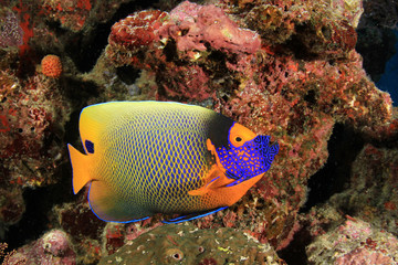 Fototapeta na wymiar Blue-faced Angelfish tropical fish