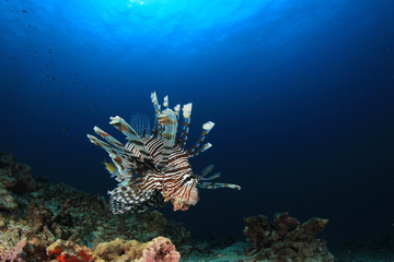 Naklejka na ściany i meble Lionfish fish on coral reef