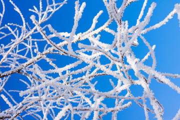 Snow Covered Nature