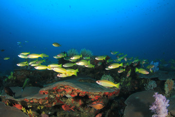 Naklejka na ściany i meble Fish school on coral reef in ocean