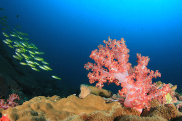 Naklejka na ściany i meble Coral reef and fish in ocean. Similan Islands, Thailand