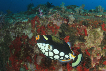 Clown Triggerfish tropical fish