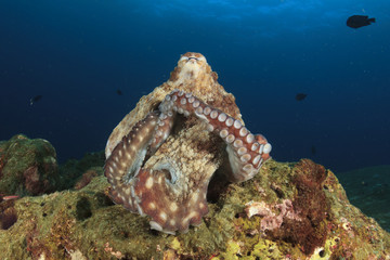 Fototapeta na wymiar Reef Octopus rubs tentacles together in mating dispay