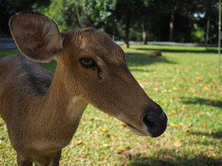 antelope life