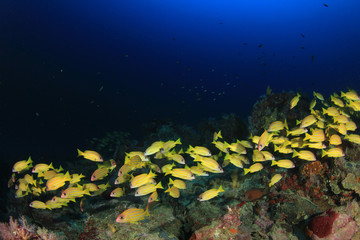 Fish school on coral reef in ocean