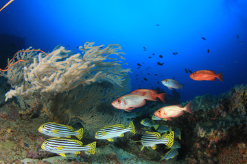 Fish school on coral reef in ocean
