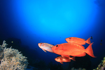 Fish school on coral reef in ocean