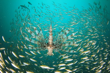 Lionfish hunting snapper fish