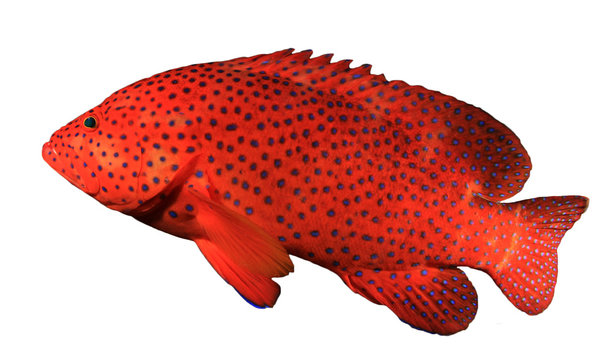 Red coral grouper fish isolated white background