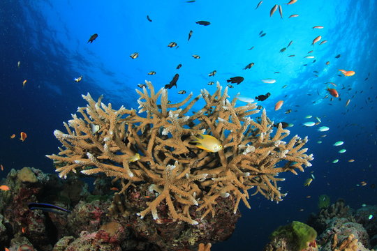 Coral reef and fish in ocean. Similan Islands, Thailand