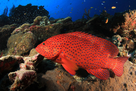Coral grouper fish on underwater ocean reef