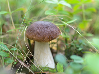Large mushroom