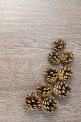 The Pine cone