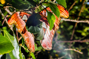 big butterfly out of the cocoon on the leaf of hibiscus.