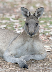 Naklejka na ściany i meble male grey kangaroo looking towards camera.