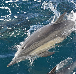 Wild Common Bottlenose Dolphin (Tursiops truncatus) with raking marks swimming in Santa Barbara...