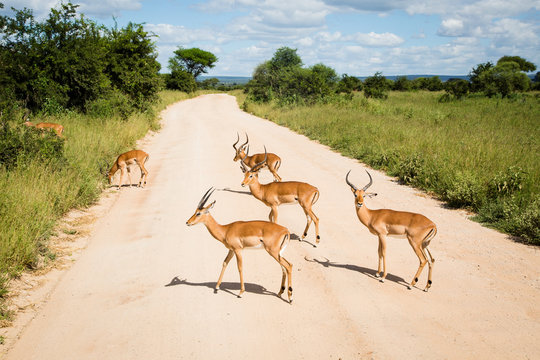 A herd of Gazelles in the middle of the road in Tarangire National Park
