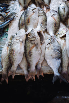 Fresh fish in fish market