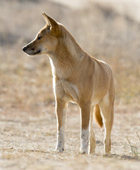 Australian dingo near Cooper Creek, South Australia.