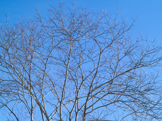 冬の青空と小枝