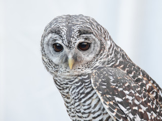 Little owl portrait