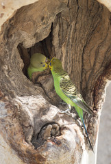  budgerigar in nest.
