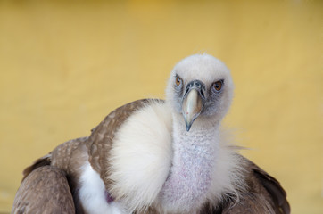 Portrait of a vulture