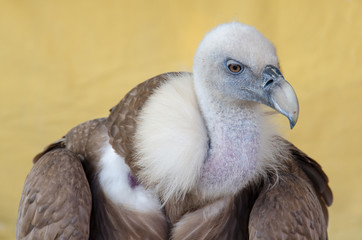 Portrait of a vulture