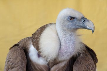 Portrait of a vulture