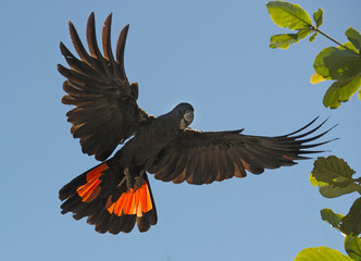 Fototapeta premium Red tailed black cockatoo.